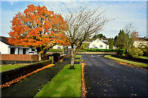 H4672 : Tree with Autumn colours, Georgian Villas, Omagh by Kenneth  Allen