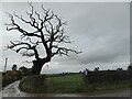 Tree on the lane corner