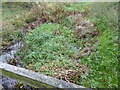 Stream in wetlands