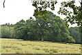 Trees and pasture