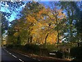 Late Autumn colour on Limb Lane