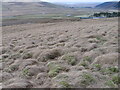 Hillside of Crookedstane Rig