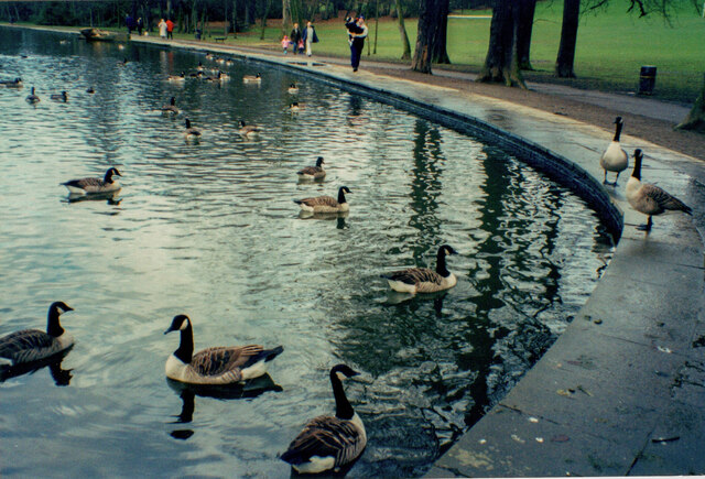 Canada geese on the lake, Thornes Park, Wakefield
