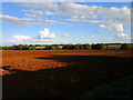 Long shadows over a prepared field