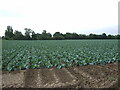 Cabbage field off Jenkins