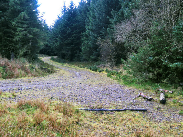 Forest track in Dungavel Forest