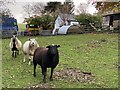 Cefn Ydfa Farm