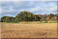 Trees and Stubble