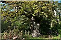 TG3613 : South Walsham, Fairhaven Garden: The King Oak (950 years old) by Michael Garlick