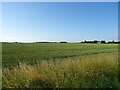 Cereal crop, Old Woodhall