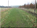 Broad path beside young woodland on the Kerse estate