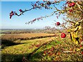 Bracebridge Low Fields from Lincoln Cliff, with berries