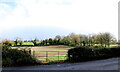 Sunlit Field at Chilcompton