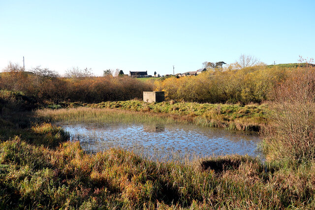 Wild-fowling pond near Swin Burn