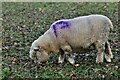 Allwood Green, Lines Farm: Large field with grazing Ryeland sheep