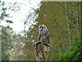 SD1096 : Eagle owl at Muncaster Castle by Stephen Craven