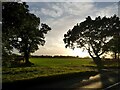 Fields beside Towthorpe Moor Lane