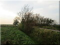 Drain, bushes and Mill Lane