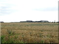 Cereal crop towards Willow Farm