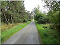 Tree-lined minor road approaching Muckerach