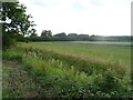 Cereal crop near Firgrove Farm