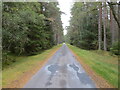 Tree enclosed minor road heading towards Ralia Lodge