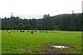 Cattle, Ettrickdale