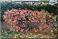 Autumn leaves on Camden Road, Holloway