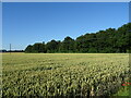 Cereal crop towards Big Wood