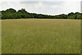 A large meadow