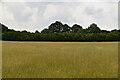 Meadow near Castweazel Farm