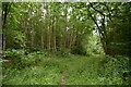 Footpath, Rogley Wood