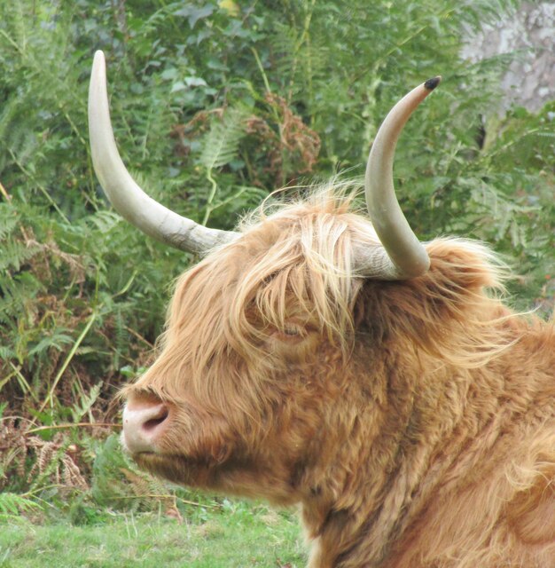 Devil's Punch Bowl - Highland Cow © Colin Smith :: Geograph Britain and ...