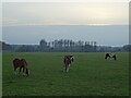 Horses in field