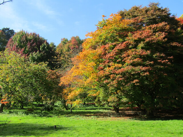 Winkworth Arboretum © Colin Smith cc-by-sa/2.0 :: Geograph Britain and ...