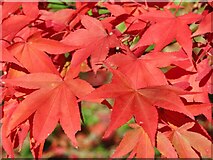 SU9941 : Winkworth Arboretum - Maple Leaves by Colin Smith