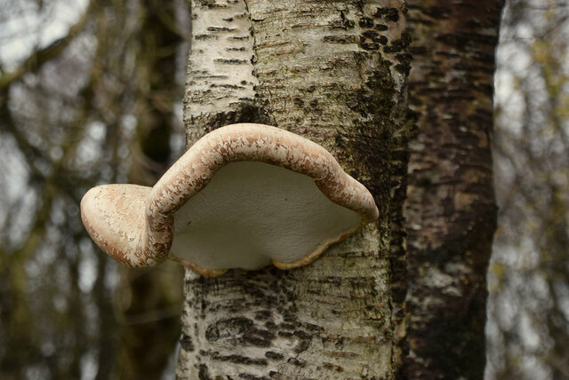 Tree fungus, Altamuskin © Kenneth Allen :: Geograph Britain and Ireland