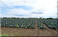 TF4052 : Cabbage field off Wicken Lane, Old Leake by JThomas