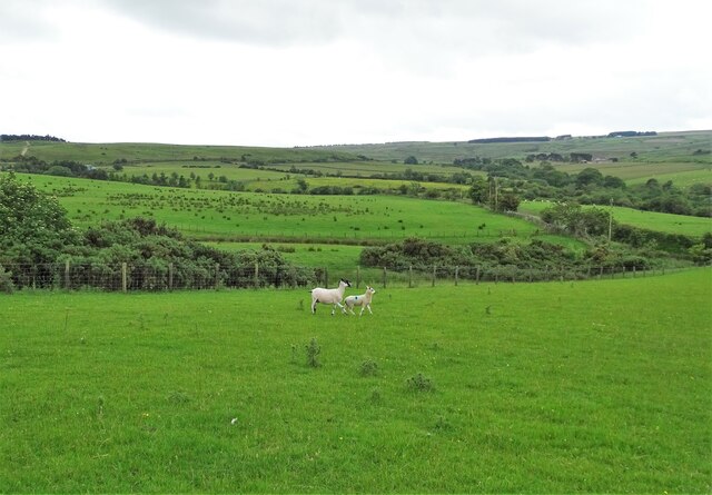 Sheep and lamb at Fell Close