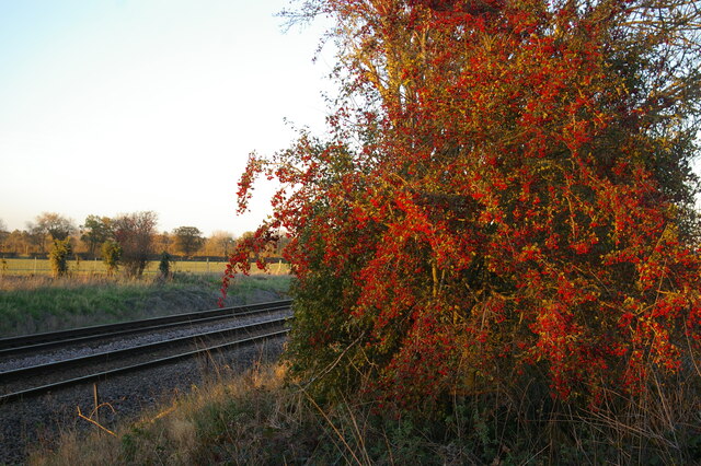 Hawthorn berries next to the railway crossing, off Butchers Road