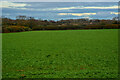 Churston Ferrers : Grassy Field