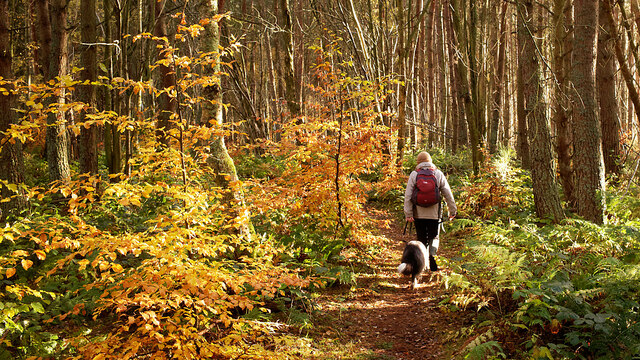 Path through Bellton Wood