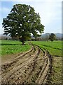 Oak tree and the Malvern Hills