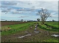 Track to North Moor Farm Energy from Waste Plant