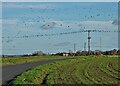 Birds on The Wires - On Belton Road heading to Beltoft