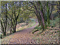 Footpath in Springwater Park