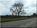 SK0537 : Tree on the boundary of two fields by Christine Johnstone