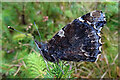 Red Admiral Butterfly (Vanessa atalanta)