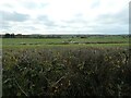 Waterlogged field, north of Bank Farm