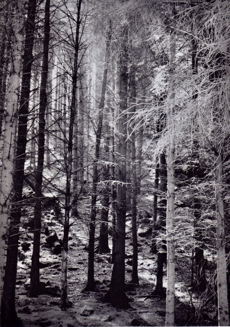 Conifer plantation at Glynllifon